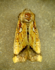 Papaipema harrisii