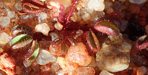 Image of Cave Sorrel (Oxalis amblyosepala) by (c) Nicola van Berkel, some rights reserved (CC BY-SA)