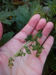 Alchemilla substrigosa