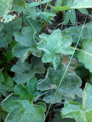 Alchemilla substrigosa