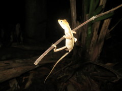 Anolis planiceps