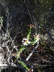 Agathosma ciliaris