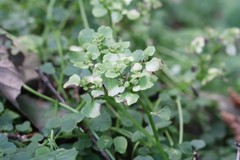 Chrysosplenium ramosum