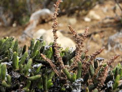 Crassula muscosa muscosa