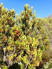 Hyaenanche globosa