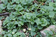 Chrysosplenium ramosum