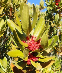 Hyaenanche globosa