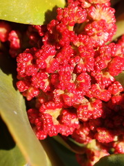 Hyaenanche globosa