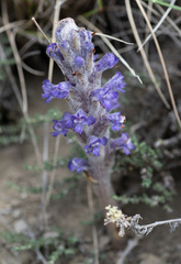 Orobanche coerulescens
