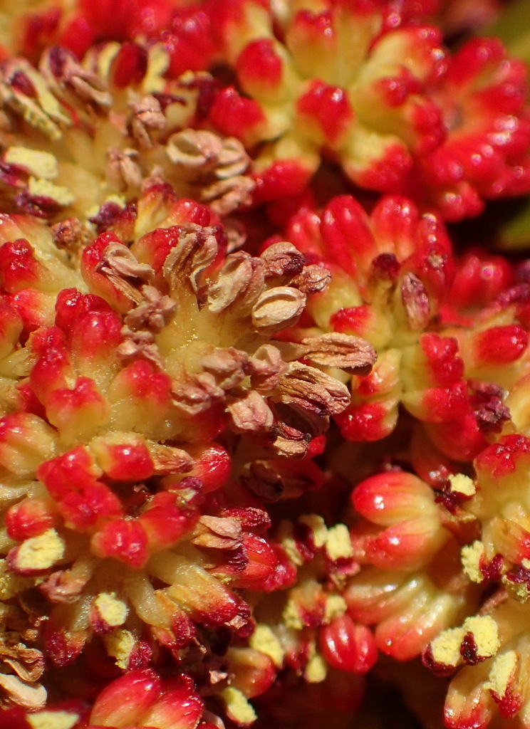 Hyaenanche globosa (Hyaenanche globosa)