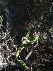 Agathosma ciliaris