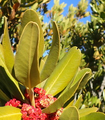 Hyaenanche globosa