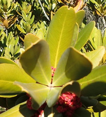 Hyaenanche globosa