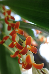 Stelis emarginata