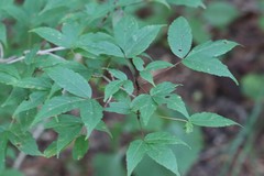 Acer mandshuricum