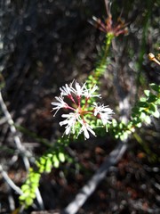 Agathosma ciliaris