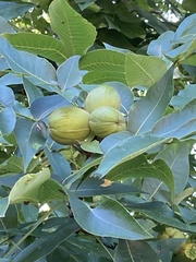 Carya ovata