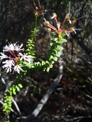 Agathosma ciliaris