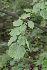 Corylus sieboldiana mandshurica