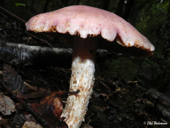 Cortinarius lebre