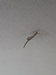 Scotoleon longipalpis