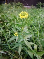 Erysimum cheiranthoides