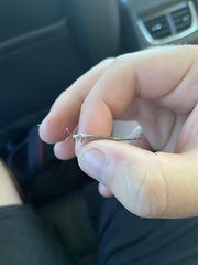 Scotoleon longipalpis