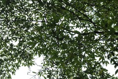 Acer mandshuricum