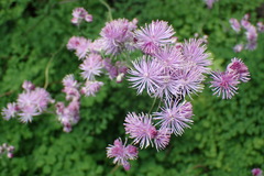 Thalictrum calabricum