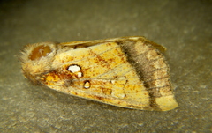 Papaipema harrisii
