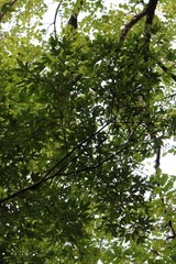 Acer mandshuricum