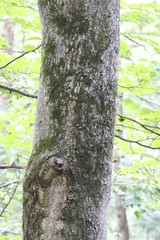 Acer mandshuricum