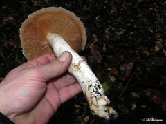 Cortinarius lebre