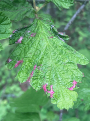 Colomerus holodisci