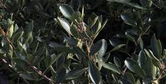 Searsia laevigata laevigata