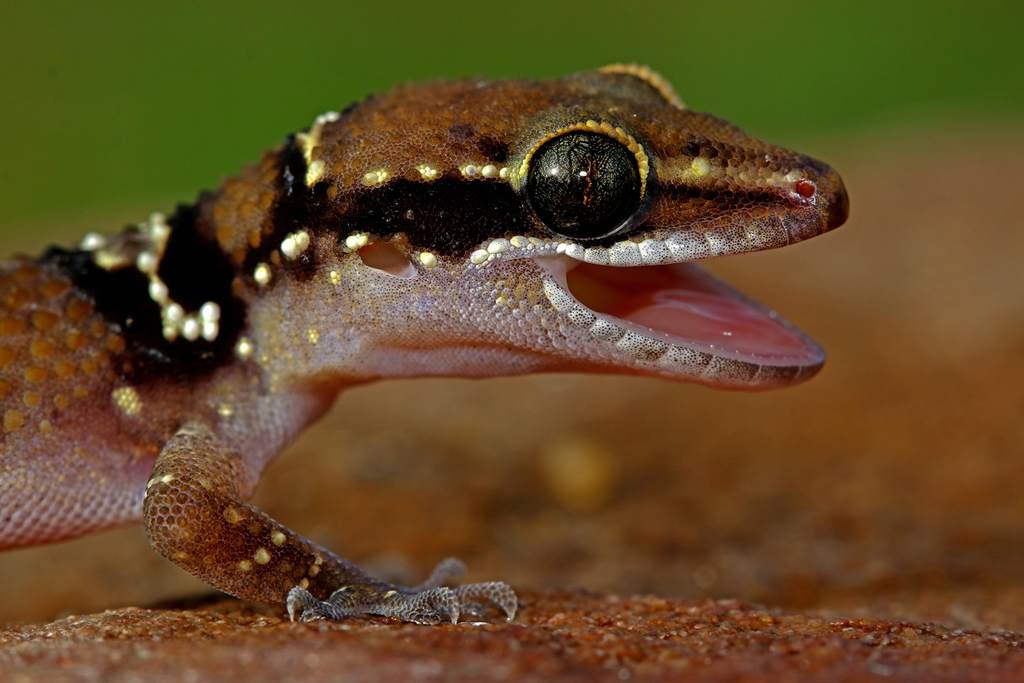 Sahgal's Termite Hill Gecko