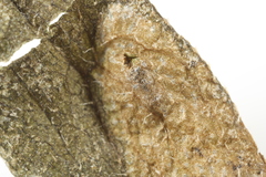 Calycomyza solidaginis