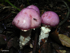 Cortinarius lebre