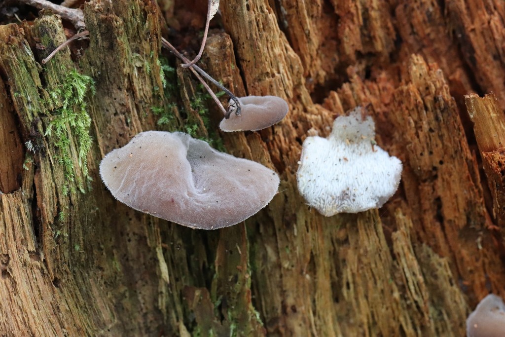 Pseudohydnum gelatinosum · August 2021 · photo: © ninacourlee (iNaturalist, cc-by)