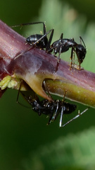Camponotus
