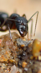 Camponotus