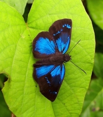 Paches loxus gloriosus