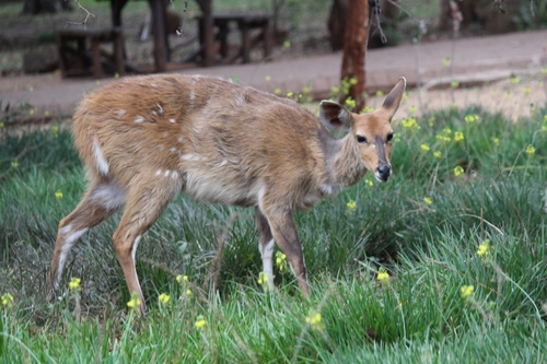 Southern Bushbuck