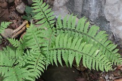 Polystichum subtripteron