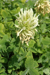 Trifolium trichocephalum