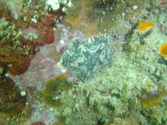 Parvulastra dyscrita