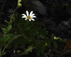 Arctotis aspera aspera