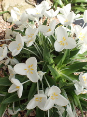 Weldenia candida