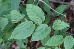 Carpinus cordata