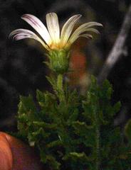 Arctotis aspera aspera